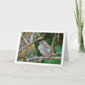 Juvenile Goldfinch in Almond Tree Karte (Vorderseite)