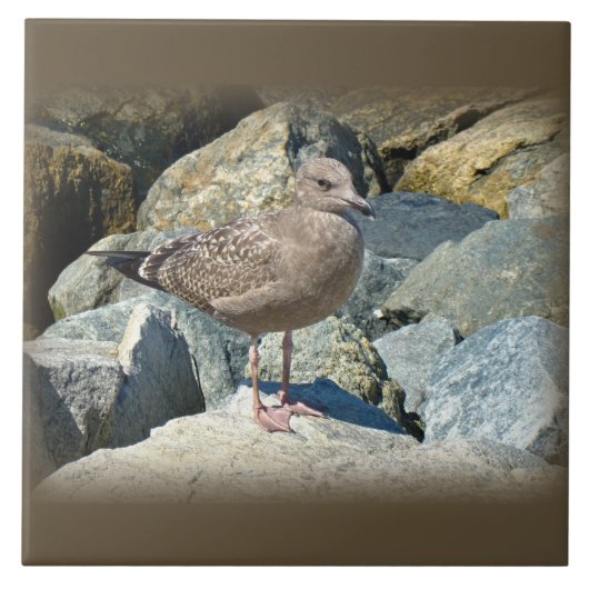 Juvenile Great Black Backed Gull Fliese (Vorderseite)