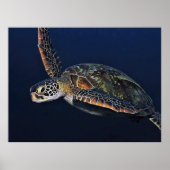 Juvenile Green Turtle Poster (Vorne)