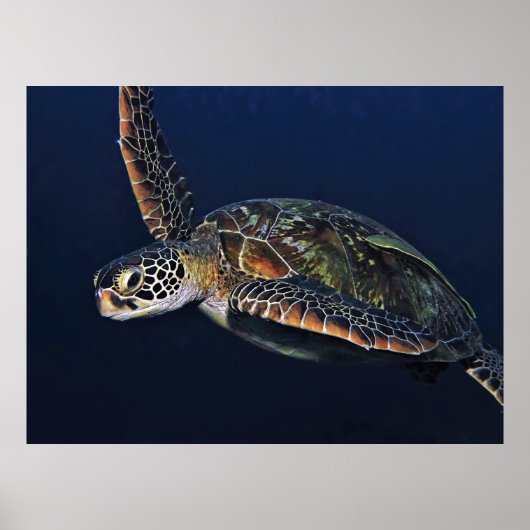 Juvenile Green Turtle Poster (Vorne)