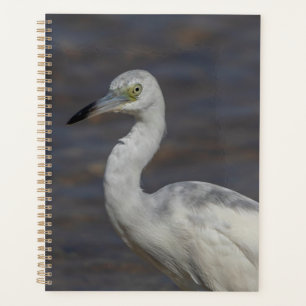 Juvenile Heron 2024 Planer
