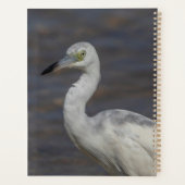 Juvenile Heron 2024 Planer (Rückseite)