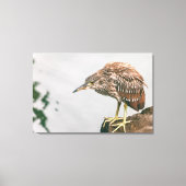 Juvenile Heron Leinwanddruck (Vorderseite)