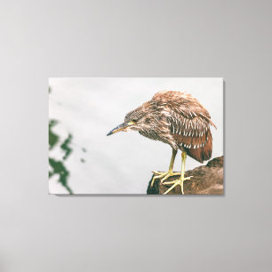 Juvenile Heron Leinwanddruck