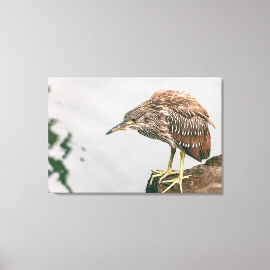 Juvenile Heron Leinwanddruck (Vorderseite)