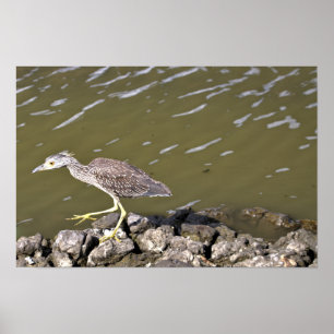 Juvenile Heron Poster