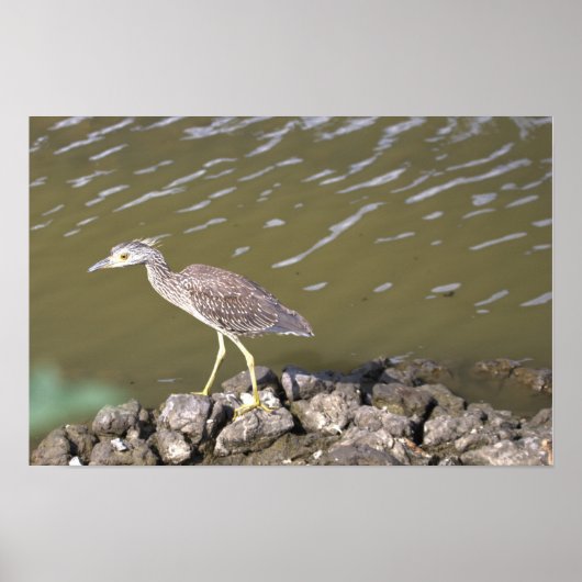 Juvenile Heron Poster (Vorne)