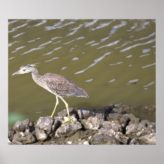 Juvenile Heron Poster (Vorne)