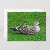 Juvenile Herring Gull Postkarte (Vorne/Hinten)