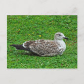 Juvenile Herring Gull Postkarte (Vorderseite)