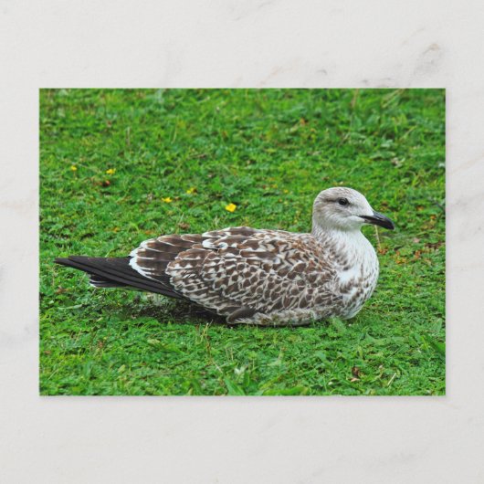 Juvenile Herring Gull Postkarte (Vorderseite)