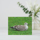 Juvenile Herring Gull Postkarte (Stehend Vorderseite)