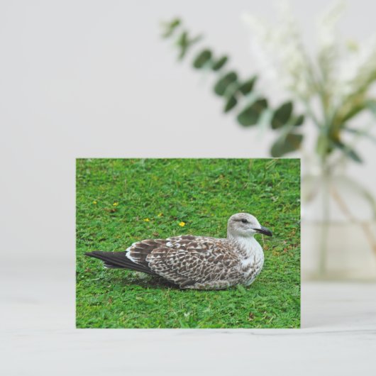 Juvenile Herring Gull Postkarte (Stehend Vorderseite)