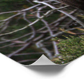 Juvenile Ibis Bird Poster (Ecke)
