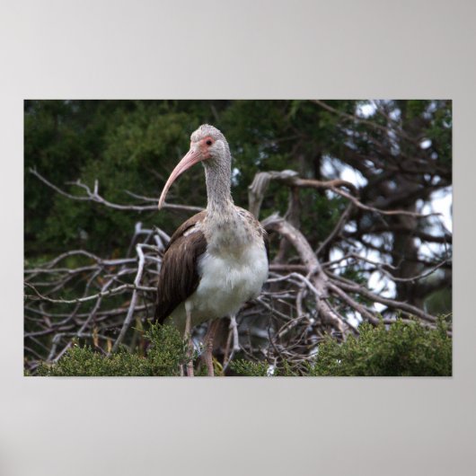 Juvenile Ibis Bird Poster (Vorne)