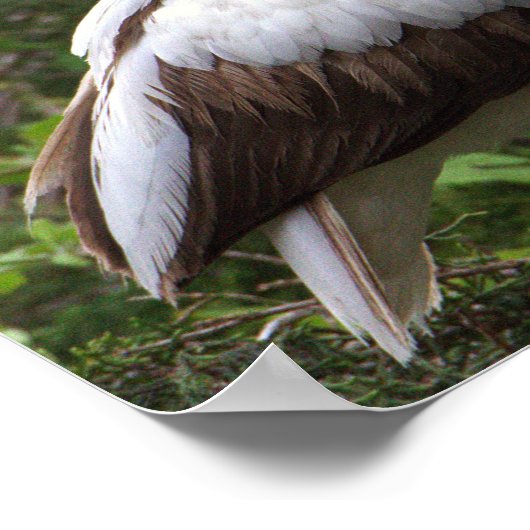 Juvenile Ibis Bird Poster (Ecke)
