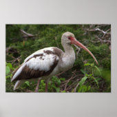 Juvenile Ibis Bird Poster (Vorne)