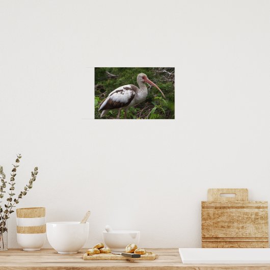 Juvenile Ibis Bird Poster (Küche)