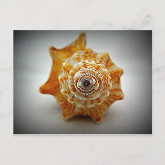 Juvenile-Kampfhaken Postkarte (Vorderseite)