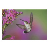 Juvenile männlich Ruby Throated Hummingbird Fotodruck (Vorne)