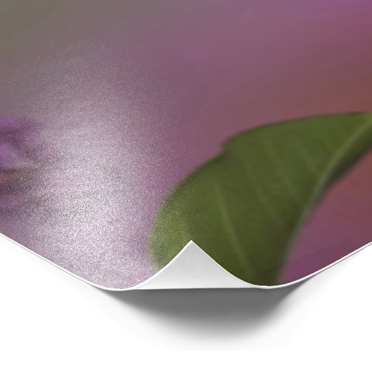 Juvenile männlich Ruby Throated Hummingbird Fotodruck (Ecke)