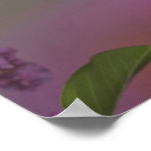 Juvenile männlich Ruby Throated Hummingbird Poster (Ecke)