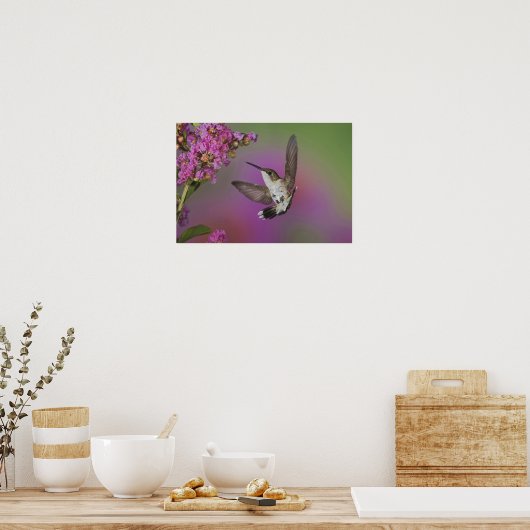 Juvenile männlich Ruby Throated Hummingbird Poster (Küche)