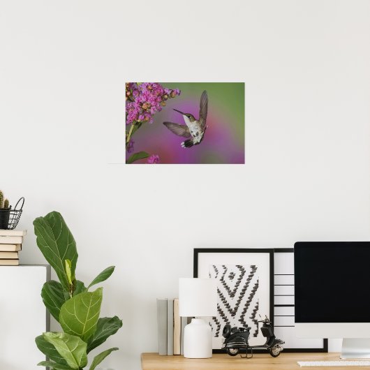 Juvenile männlich Ruby Throated Hummingbird Poster (Heimbüro)