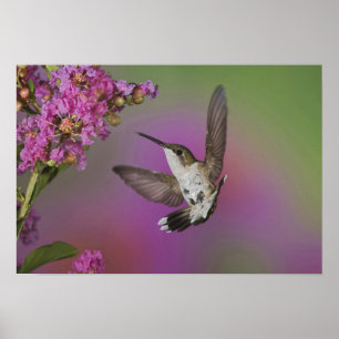 Juvenile männlich Ruby Throated Hummingbird Poster