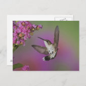 Juvenile männlich Ruby Throated Hummingbird Postkarte (Vorne/Hinten)