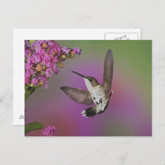 Juvenile männlich Ruby Throated Hummingbird Postkarte (Vorne/Hinten)