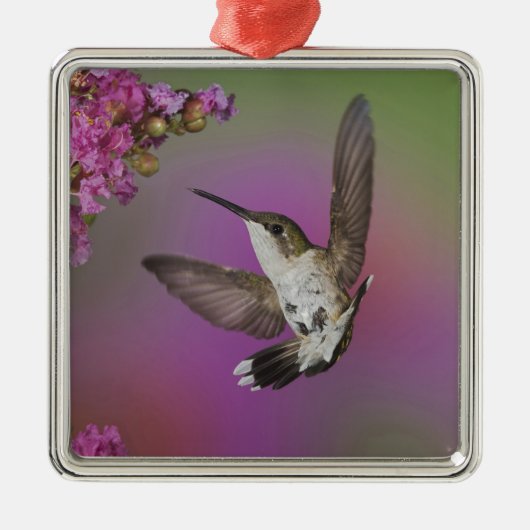 Juvenile männlich Ruby Throated Hummingbird Silbernes Ornament (Vorne)