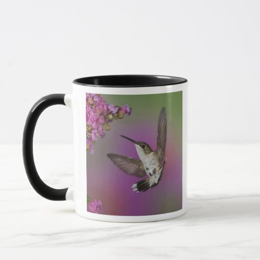 Juvenile männlich Ruby Throated Hummingbird Tasse (Links)