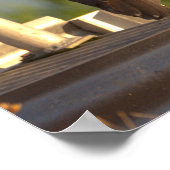 Juvenile Night Heron Foto Poster (Ecke)