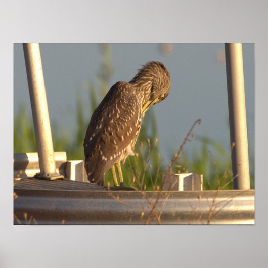 Juvenile Night Heron Foto Poster (Vorne)