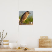 Juvenile Night Heron Foto Poster (Küche)