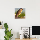 Juvenile Night Heron Foto Poster (Heimbüro)