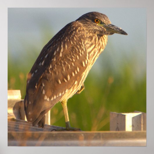 Juvenile Night Heron Foto Poster (Vorne)