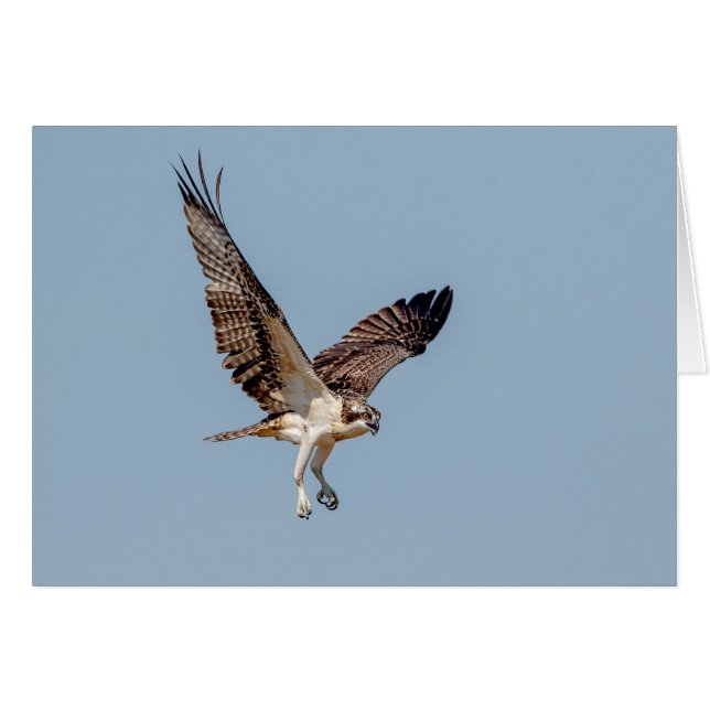 Juvenile Osprey im Flugzeug (Vorderseite (Horizontal))