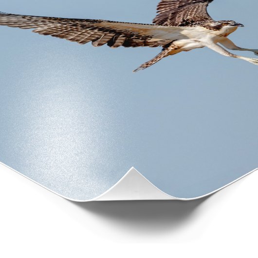 Juvenile Osprey im Flugzeug Fotodruck (Ecke)