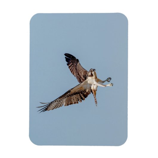 Juvenile Osprey im Flugzeug Magnet (Vertikal)