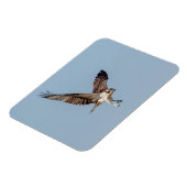 Juvenile Osprey im Flugzeug Magnet (Linke Seite)