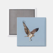 Juvenile Osprey im Flugzeug Magnet (Vorderseite/Rückseite)