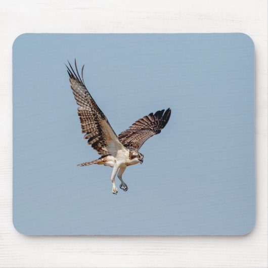 Juvenile Osprey im Flugzeug Mousepad (Vorne)