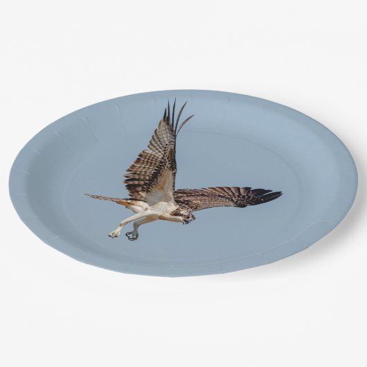 Juvenile Osprey im Flugzeug Pappteller (Schrägansicht)