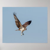 Juvenile Osprey im Flugzeug Poster (Vorne)