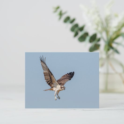 Juvenile Osprey im Flugzeug Postkarte (Stehend Vorderseite)