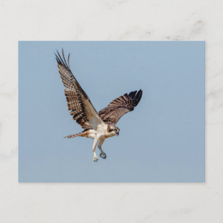 Juvenile Osprey im Flugzeug Postkarte