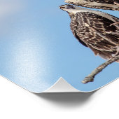 Juvenile Osprey im Nest Fotodruck (Ecke)