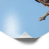 Juvenile Osprey im Nest Fotodruck (Ecke)